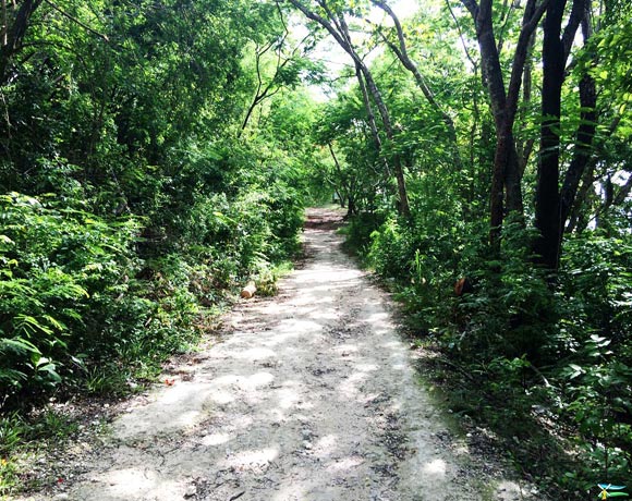 Sentier de randonnée à Marie-Galante au milieu de la végétation