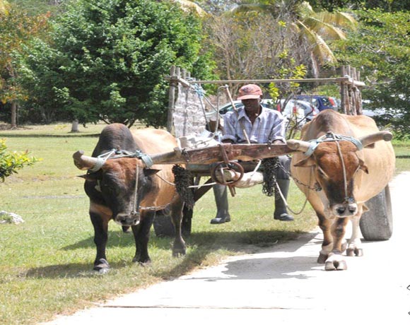 charette à boeufs à Marie-Galante